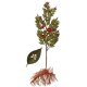 FRAGON Petit Houx en gélules (Ruscus aculeatus)