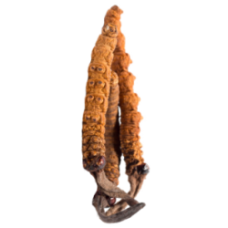 Cordyceps Bio en gélules