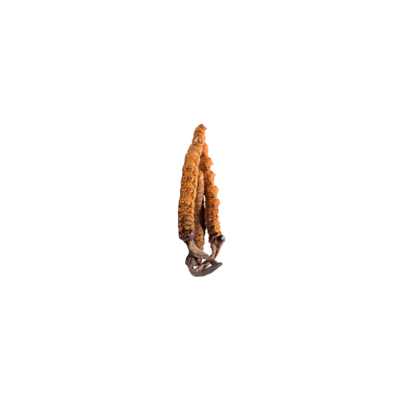 Cordyceps Sinensis BIO en gélules (Tonus sexuel)