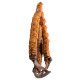 Cordyceps Bio en gélules
