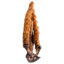 Cordyceps Bio en gélules