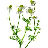 Camomille Matricaire fleurs BIO en gélules