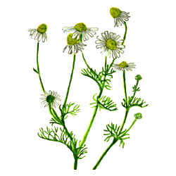 Camomille Matricaire BIO en gélules
