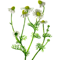 Camomille Matricaire BIO en gélules