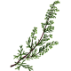 Armoise Bio en gélules (Artémisia vulgaris)