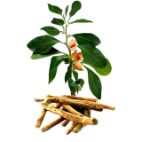 Ashwagandha racine BIO en gélules (Whitania somnifera)