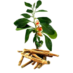 Ashwagandha Withania BIO en gélules
