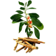 Ashwagandha Withania BIO en gélules