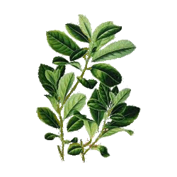 Maté Vert BIO en gélules