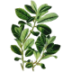 Maté Vert BIO en gélules