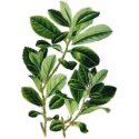 Maté Vert BIO en gélules
