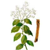 Cannelle de Ceylan écorce BIO en gélules