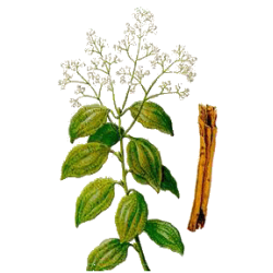 Cannelle Ceylan BIO en gélules