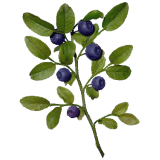 Baies de myrtille BIO en gélules (extrait - vaccinium myrtillus)