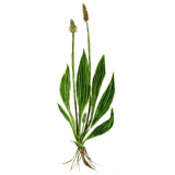 Plantain feuille BIO en gélules (Plantago lanceolata)