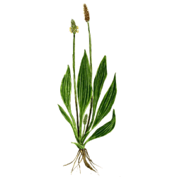 Plantain BIO en gélules