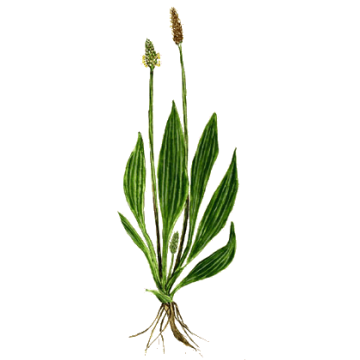 Plantain BIO en gélules