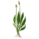 Plantain BIO en gélules