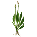 Plantain BIO en gélules