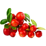 Cranberry Canneberge extrait BIO en gélules