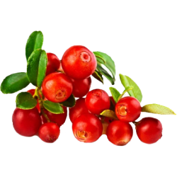 Cranberry Canneberge BIO extrait en gélules*
