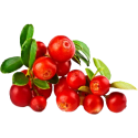 Cranberry Canneberge BIO extrait en gélules*