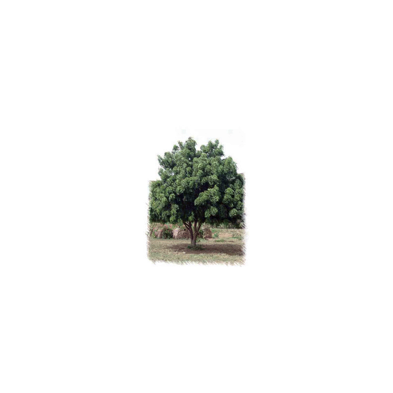 Huile végétale vierge de NEEM Bio*