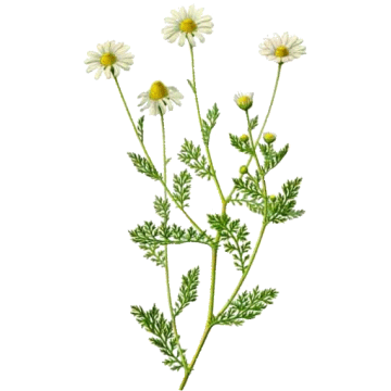 Camomille Romaine BIO en gélules Camomille Romaine BIO en gélules