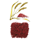 Levure de riz rouge extrait en gélules (Monascus purpureus)