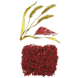 Riz Rouge levure BIO en gélules