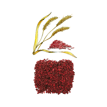 Riz Rouge levure BIO en gélules