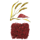 Levure de riz rouge extrait en gélules (Monascus purpureus)