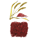 Riz Rouge levure BIO en gélules