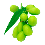 Huile végétale vierge de NEEM Bio*