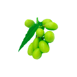 Huile végétale Neem Vierge bio