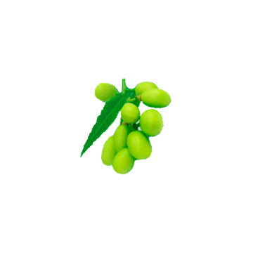 Huile végétale Neem Vierge bio