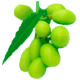 Huile végétale Neem Vierge bio