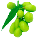 Huile végétale Neem Vierge bio