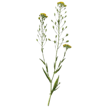 Huile végétale Cameline Vierge Bio* Huile végétale Cameline Vierge Bio*