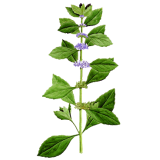 Huile essentielle Menthe Bergamote ou Citronnée BIO (Mentha citrata)