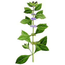 Huile essentielle Menthe Bergamote Bio