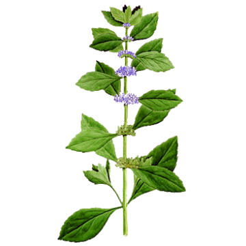 Huile essentielle Menthe Bergamote Bio Huile essentielle Menthe Bergamote Bio