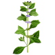 Huile essentielle Menthe Bergamote Bio