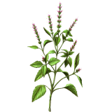 Basilic Sacré Bio en gélules (Ocimum sanctum)