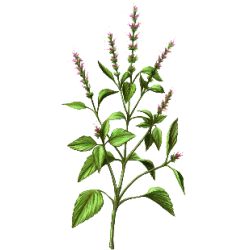 Basilic Sacré (Tulsi) Bio en gélules