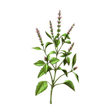 Basilic Sacré (Tulsi) Bio en gélules