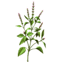 Basilic Sacré (Tulsi) Bio en gélules