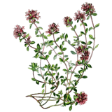 Huile essentielle Serpolet ou Thym serpolet Bio (Thymus serpyllum)