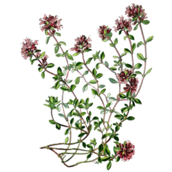 Huile essentielle Serpolet Bio
