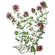 Huile essentielle Serpolet ou Thym serpolet Bio (Thymus serpyllum)